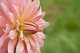 crysanthemum flower