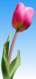 Fresh pink tulip against blue sky