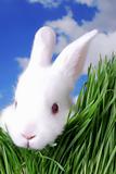 Easter Bunny in the Grass