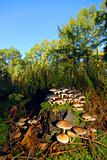 Mushrooms on Log