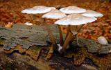 Porcelain fungus on log