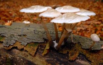 Porcelain fungus on log