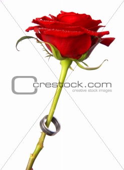 red rose with water drops isolated over white with a ring around