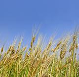 wheat field with blue sky.