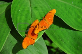 A Pair of Orange Tropical Butterflies