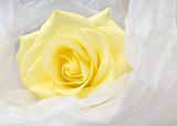 Nice yellow rose in white satin