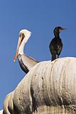 Pelican With Black Bird