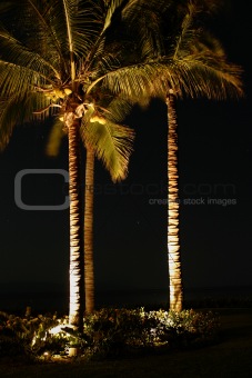 Palm Trees At Night