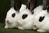 three rabbits