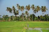 coconut tree, paddy field and farm house in the countrysides