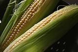 Fresh ears of corn