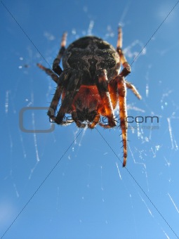 spider close up