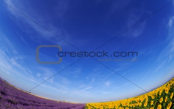 Lavender and sunflower fileds under blue sky