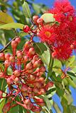 Australian Gum Tree in Flower
