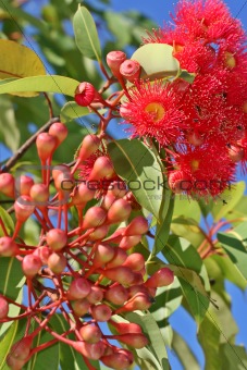 Australian Gum Tree in Flower