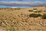 springbok Herd