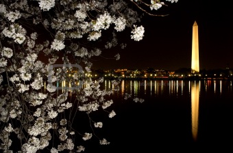 Washington Monument Cherry Blossoms Night Shot