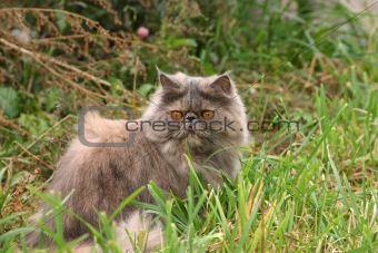 Grey cat on a background of a green grass