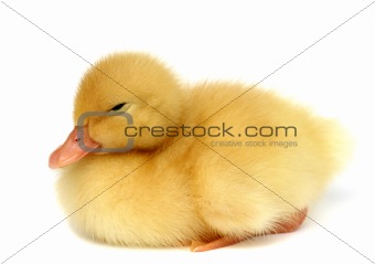 Nice a small yellow duck on a white background