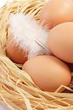 Eggs with white Feather