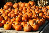 Pumpkins for Sale