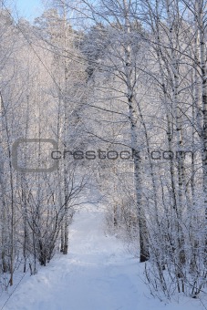 Frosted birch wood