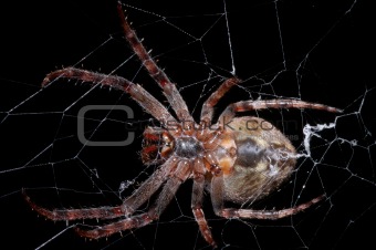 large spider