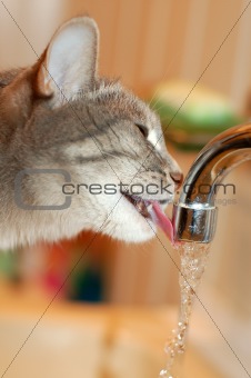 drinking cat