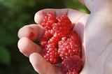 raspberry in a hand