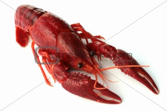 red crawfish on white background