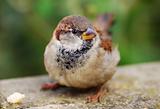 A Female House Sparrow
