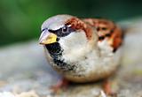 House Sparrow in Canterbury, Kent, United Kingdom