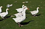 Free-ranging ducks