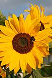 Bumble-bee on a sunflower