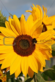 Bumble-bee on a sunflower
