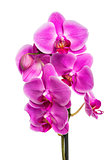 Beautiful pink orchid isolated on white background