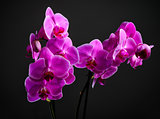 Pink cultivated orchid on dark background