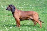 Bavarian Moutain Scenthound on a spring meadow