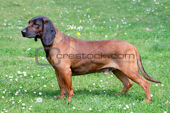 Bavarian Moutain Scenthound on a spring meadow