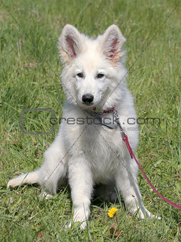 Portrait of White Swiss Shepherd Dog in the garden