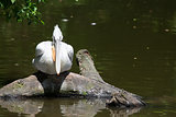 Young pelican sitting on a tree above the lake