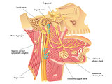 Autonomic nerves in head