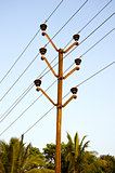 electric pole and palm tree in asia