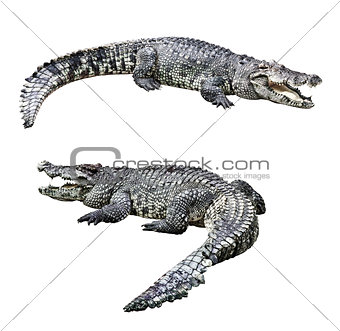 Crocodiles isolated 
