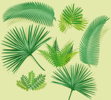 Palm frond with fern