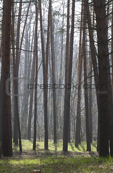 Pine forest in spring in the fog.