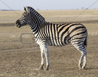 The male zebra Chapman in Ukrainian steppes.