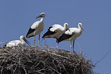 Young white storks, which are in the nest.