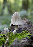 Fungus growing on a fallen tree trunk.