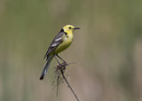 Male Citrine Wagtail sitting on a branch.